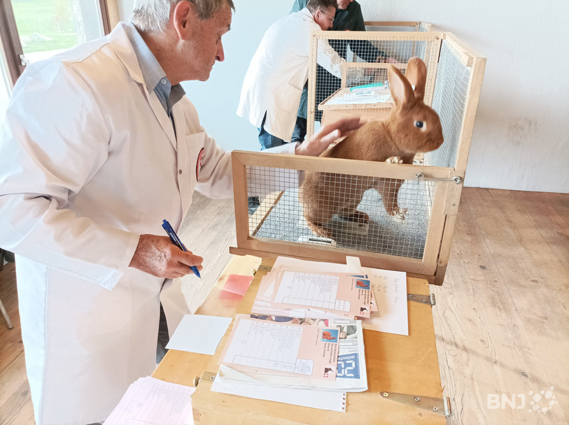 Plusieurs experts ont examiné ce jeudi les animaux présentés durant le week-end à la Halle-Cantine à Saignelégier.
