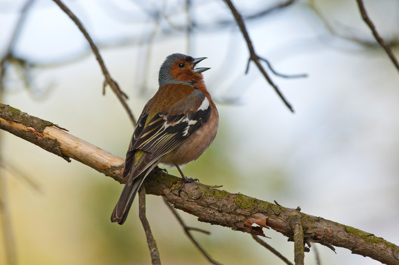 oiseau