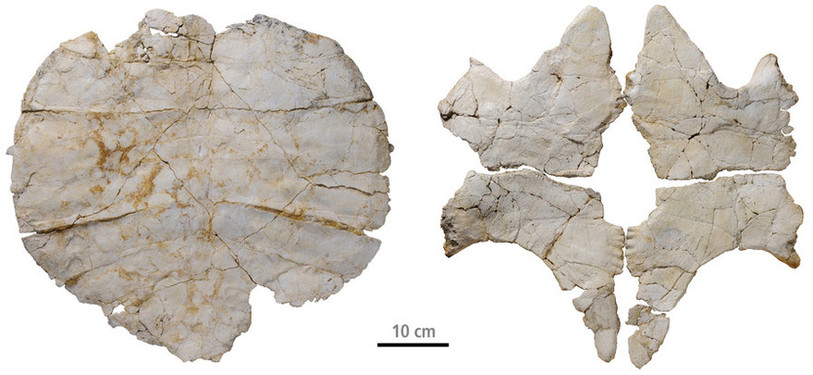 Vue dorsale de la dossière et vue ventrale du plastron de la tortue baptisée Thalassemys bruntrutana
