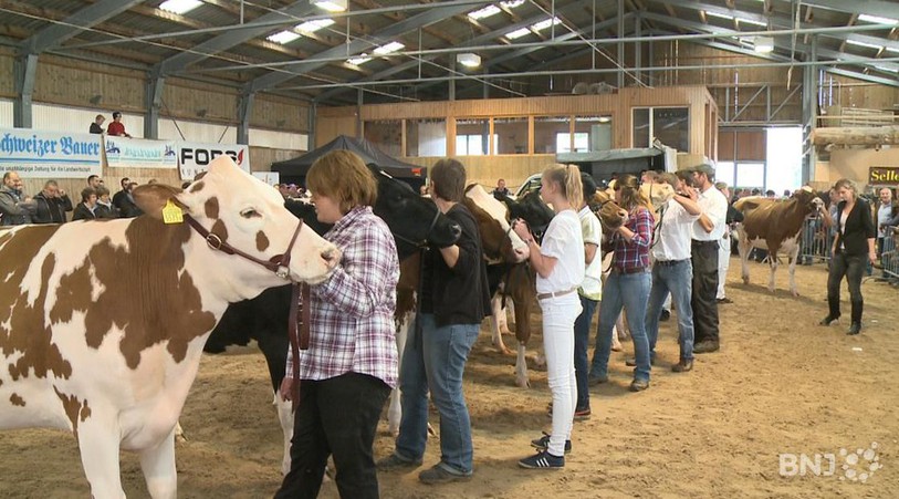 Le 37ème marché-concours bovin a réuni environ 270 bêtes au Plateau d'Orange vendredi