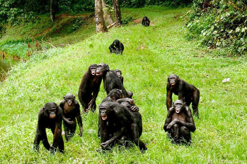 Plusieurs bonobos se lancent des appels dans la forêt