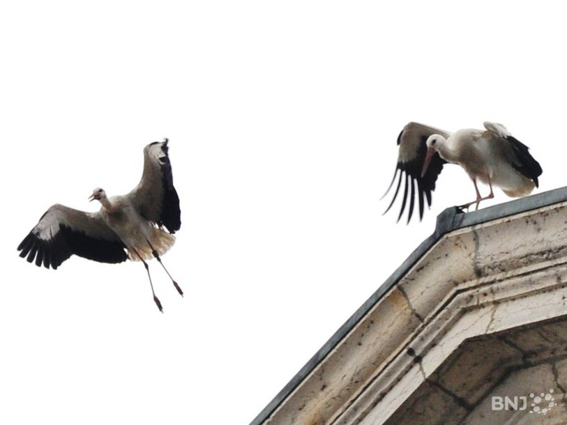 cigognes