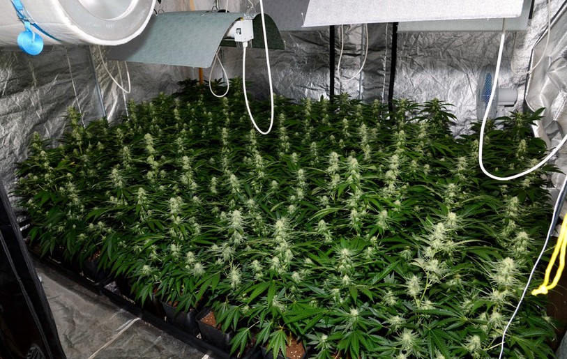 Des dizaines de plants ont été saisis et drétruits (photo: police cantonale bernoise)