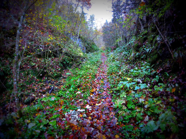 Courses du Mont-Terrible
