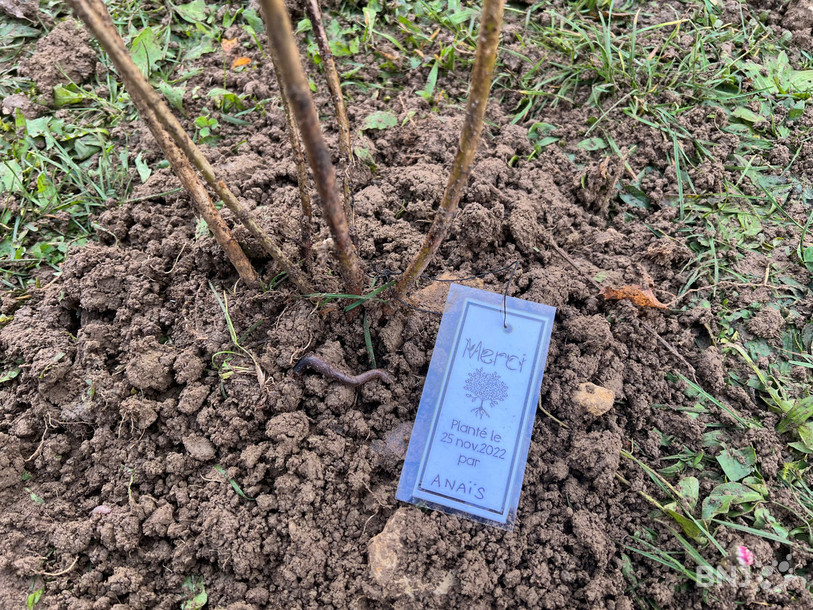 Des petites étiquettes ont été placées au pied de certains arbres.