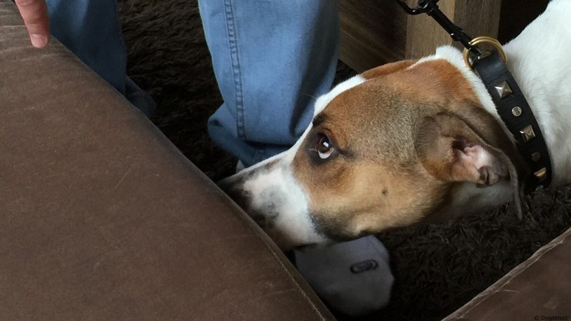 Gibbs, le chien de Thierry Frey, est dressé pour s'asseoir quand il sent l'odeur des punaises de lit.