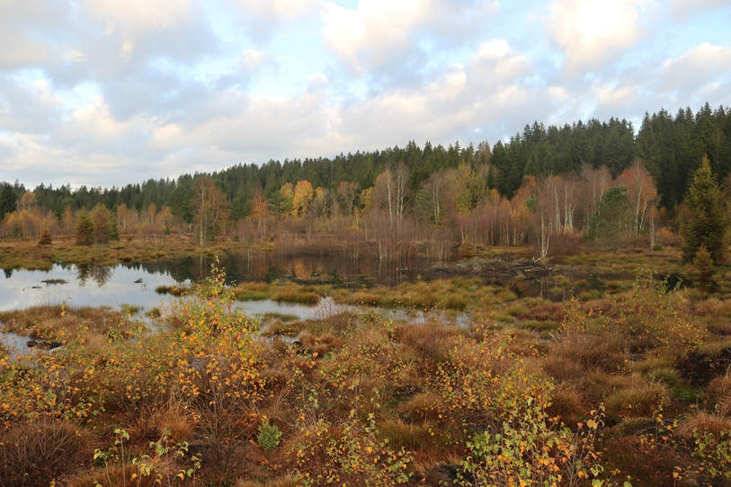Le canton de Berne tire un premier bilan positif des travaux de revitalisation. (Photo : Service de la promotion de la nature).