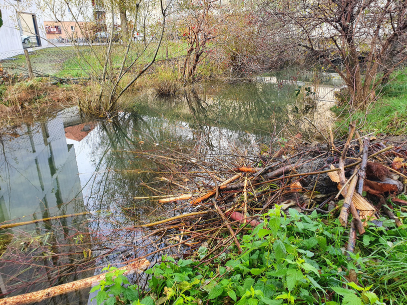 Les castors se sont installés au milieu de la Suze. (Photo : Ville de Bienne).