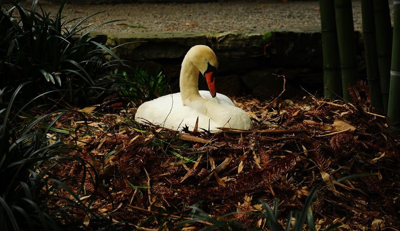 C'est au Quai Osterwald que le cygne a été retrouvé sans tête en mai 2014. Image d'illustration.