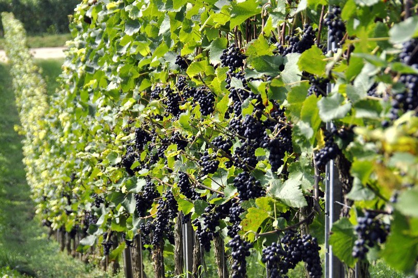 Grappes de raisin sur rangée de vignes