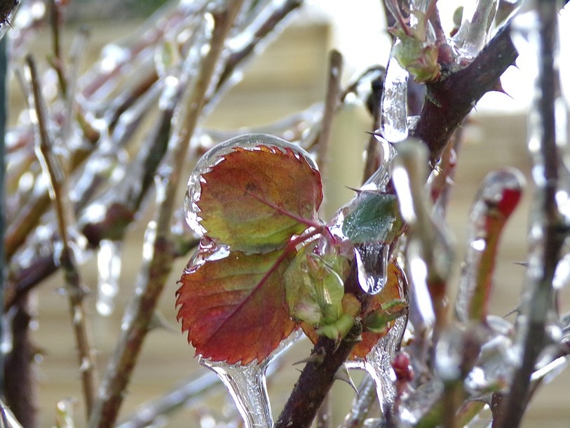 les rosiers en hiver