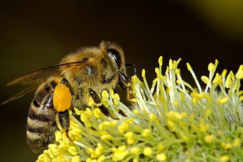 abeille en train de butiner
