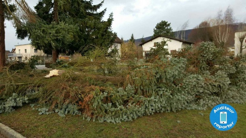 Arbre tombé à Delémont près de l’école des Traversins