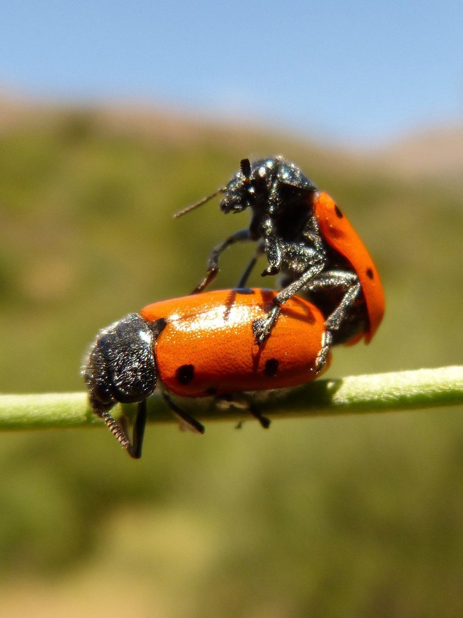 deux coccinelles l'une sur l'autre