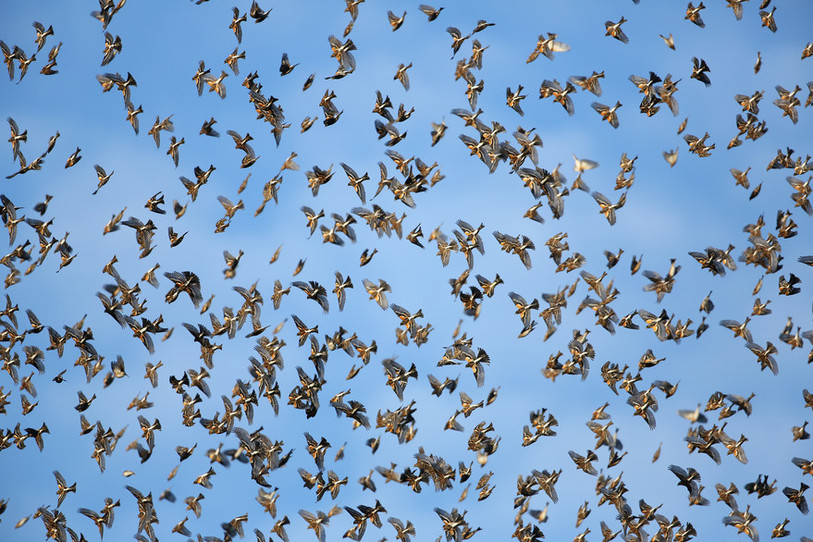 Des millions de pinsons du Nord avaient établi un dortoir grande ampleur dans les bois entre Develier et Bassecourt l'hiver passé. (Photo : Jean-Claude Schaller)