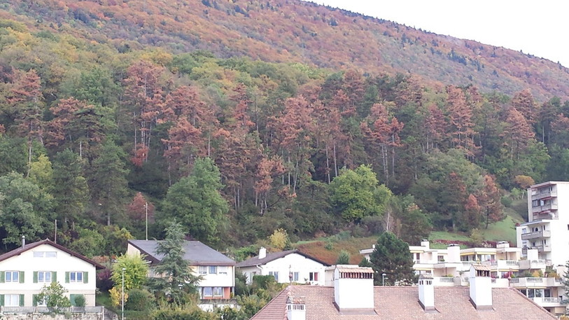 Une illustration de pins noirs touchés, ici à Hauterive, forêt des Râpes (photo: SP)