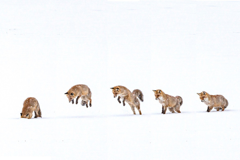 Le saut parabolique du renard roux, aussi appelé culottage, qui caractérise sa technique de chasse aux campagnols. (Photo : Johann Boffetti)