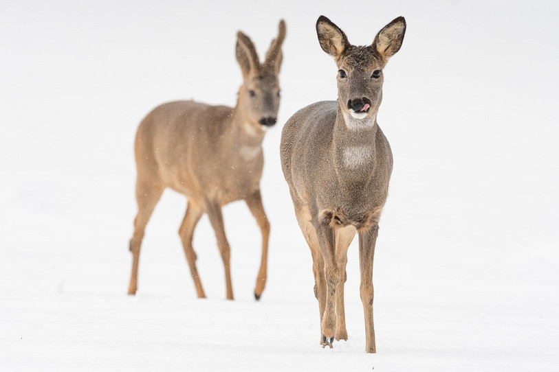 Une chevrette suivie d’un brocard dans un pâturage boisé enneigé des hauteurs du Val-de-Travers. (Photo : Fabian Spigariol)