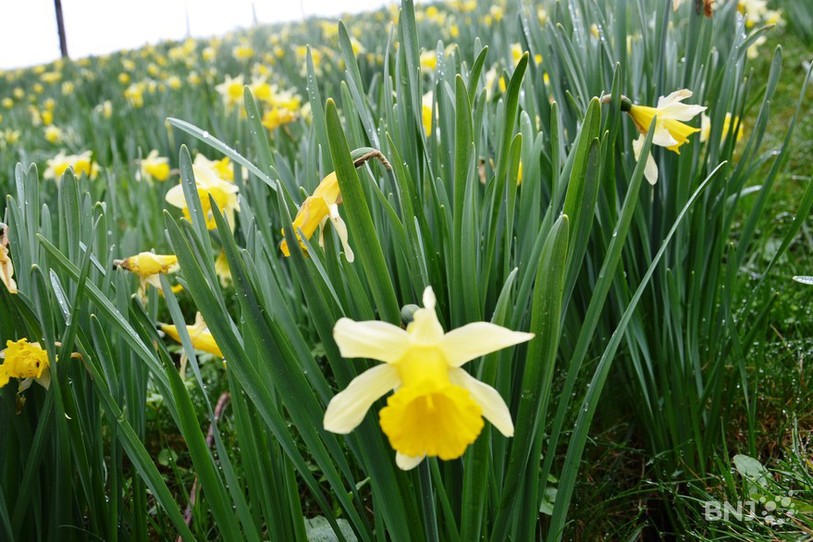 Jonquilles