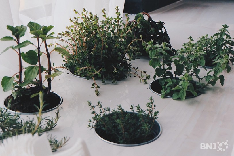 Assortiment d'herbes aromatiques en intérieur