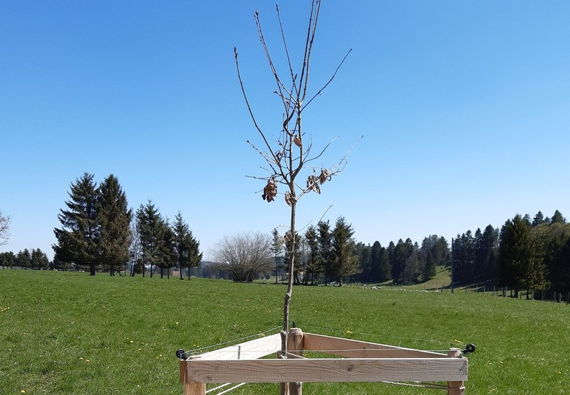 Ce sont 1'385 arbres qui ont été plantés dans le Jura à l'occasion des festivités des 40 ans du canton (photo: RCJU).