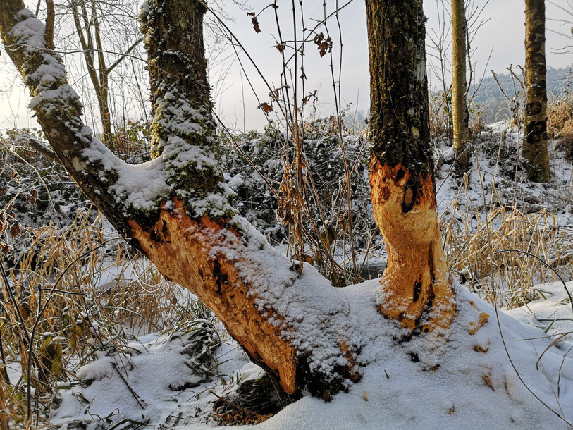 Un arbre écorcé par le castor dans le district de Porrentruy. (Photo : Pro Natura Jura).