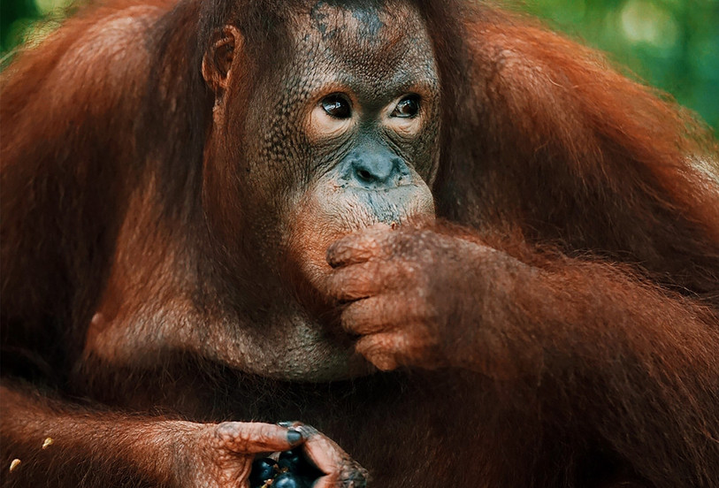 Les orangs-outangs sont capables d'évaluer les risques de certains de leurs choix (photo d'illustration).