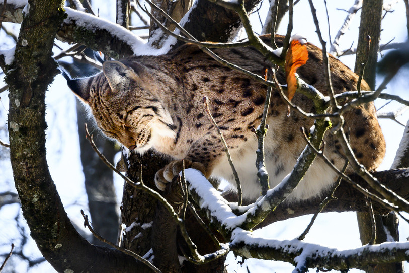 Les lynx de Muzoo pourraient bientôt bénéficier d'une « pièce » en plus à leur « logement ». (Photo : Bertrand Pfaff).