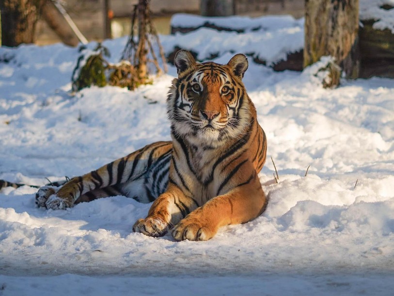 Noah est arrivé en provenance du parc des fauves de Subingen. (Photo : Sikypark)