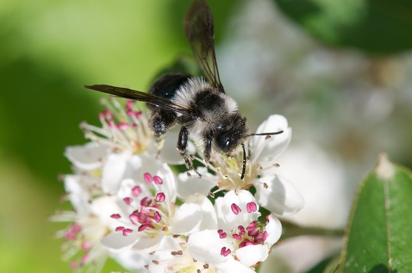 abeille