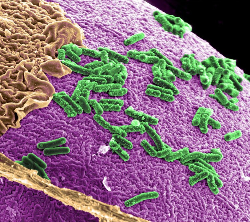 Flore intestinale avec bactéries