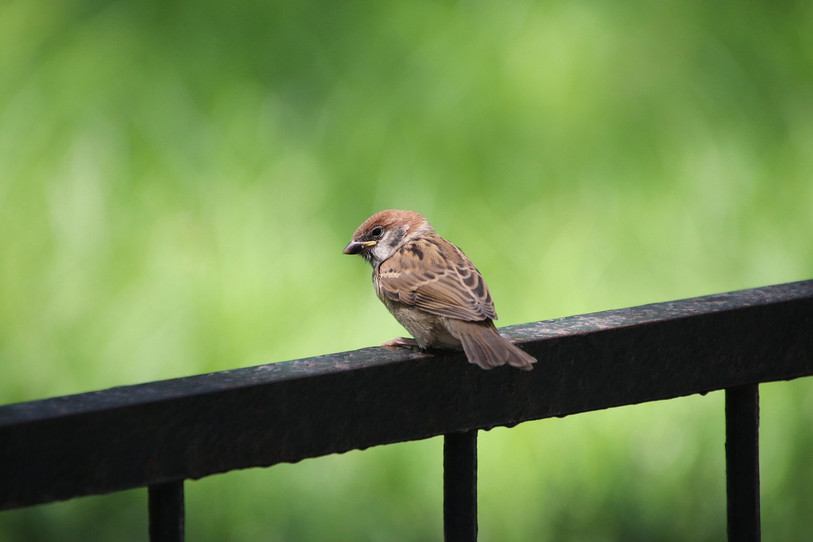 Plus de 500 oiseaux, dont 200 indigènes, étaient retenus dans des conditions non-conformes.