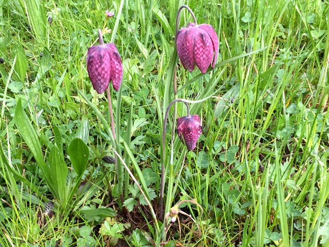 Fritillaire