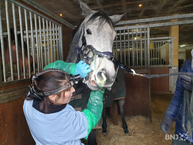 A défaut de pouvoir lui demander « d’ouvrir grand », Alexia Passello place un ouvre-bouche sur le cheval pour pouvoir travailler en sécurité et de manière plus confortable.
