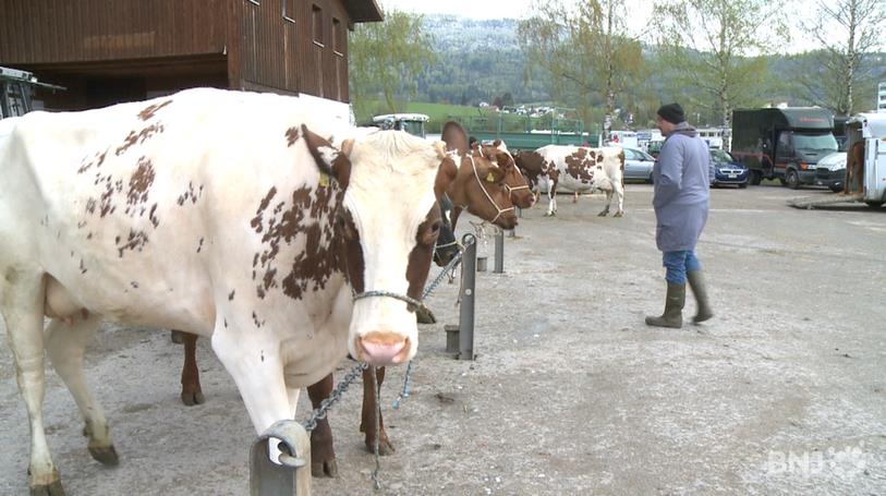 Le marché de bétail à Delémont