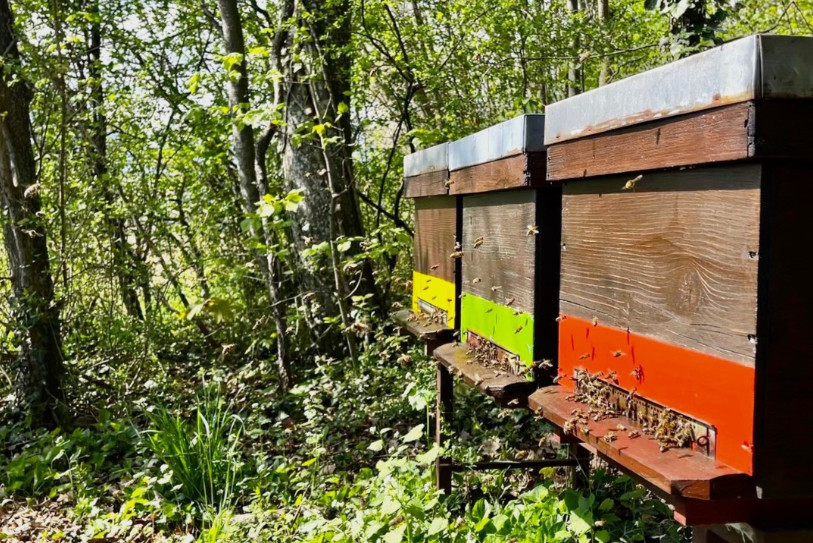 Les abeilles sortent déjà des ruchers pour y ramener du pollen. Le travail a repris prématurément à cause des températures printanières en ce début d'année (archive d'illustration).