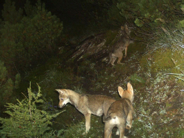 Les cantons pourraient décider seuls de tuer un loup