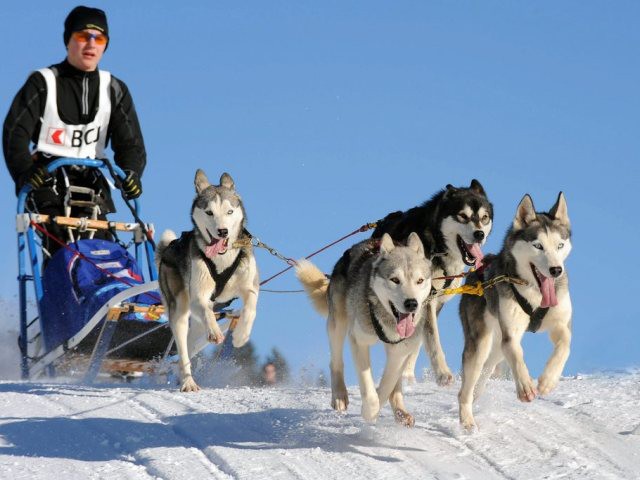 25'000 personnes pour les chiens de traîneaux à Saignelégier (JU)