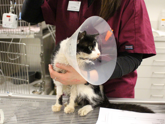 Laissé pour mort et enterré, un chat réapparaît cinq jours après
