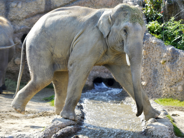 Les éléphants contribuent au succès du Zoo de Zurich
