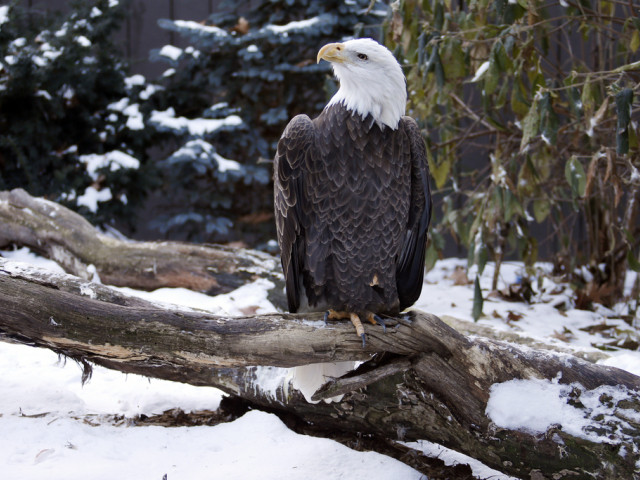 Retour de l'aigle à tête blanche à New York: historique