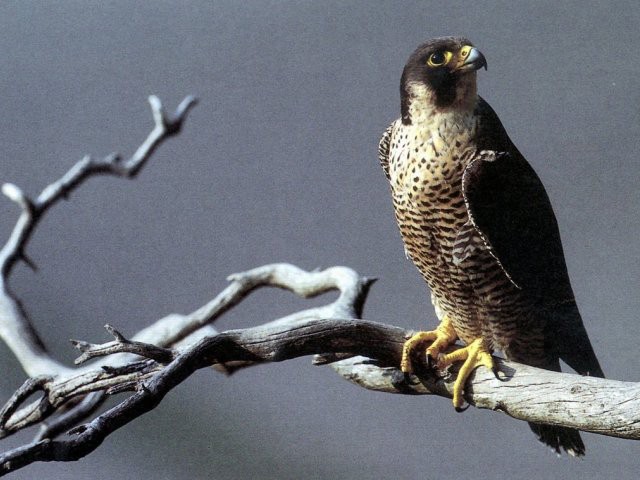 Les empoisonnements de faucons pèlerins augmentent