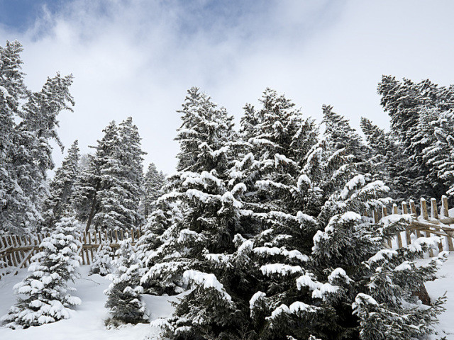 La 2e plus grande réserve forestière de Suisse se trouve en Valais