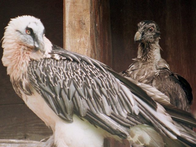 Le mâle gypaète de la Garenne est mort à 47 ans