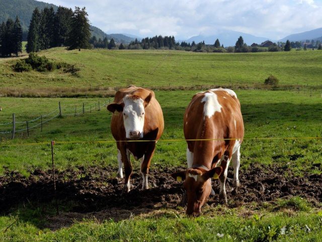 Biodiversité: la Suisse affiche son plus mauvais résultat