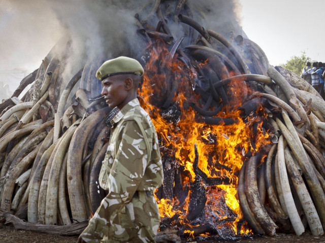 Nairobi brûle 15 tonnes d'ivoire et promet de détruire le stock