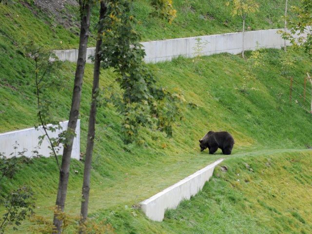 Le parc à ours de Berne sera agrandi