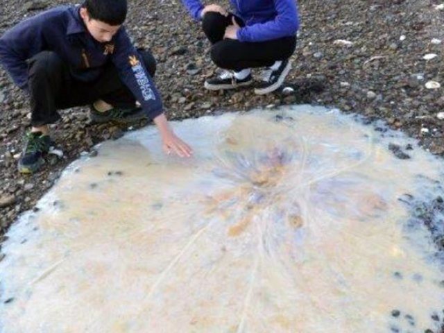 Près de 1500 nouvelles créatures identifiées dans les océans