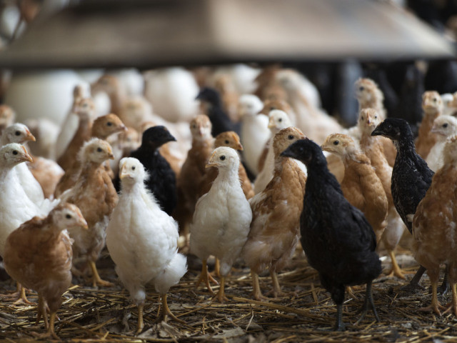 Plus de 12'000 poulets périssent dans un incendie