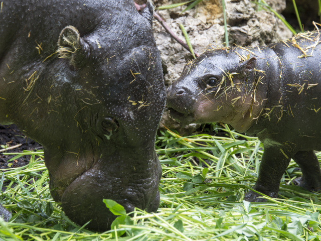 Le zoo de Bâle a accueilli plus de 2 millions de visiteurs en 2014
